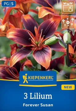 Kiepenkerl Frühjahrsblumenzwiebel Asiatische Lilie Forever Susan 3 Stück